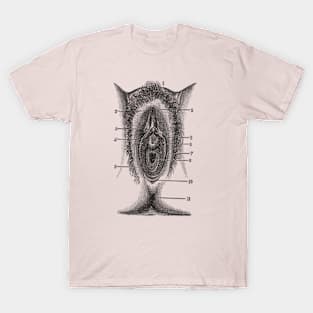 Female Reproductive Diagram - The Vagina - Vintage Anatomy T-Shirt